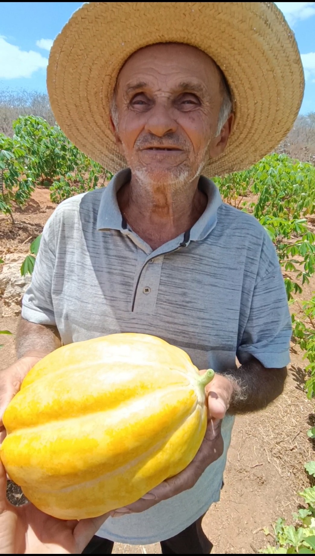 Fruta Rara Melão de Taiada Vocês Conhecem na Região de Vocês #MeuDiaaDia #roça #vidanocampo #caipira
